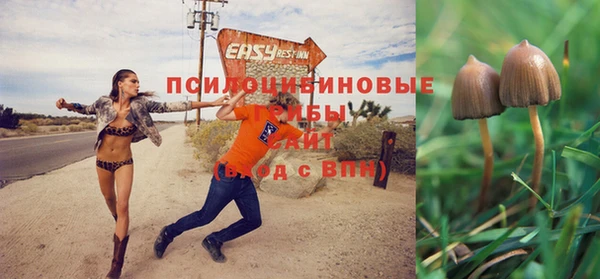 стаф Абинск